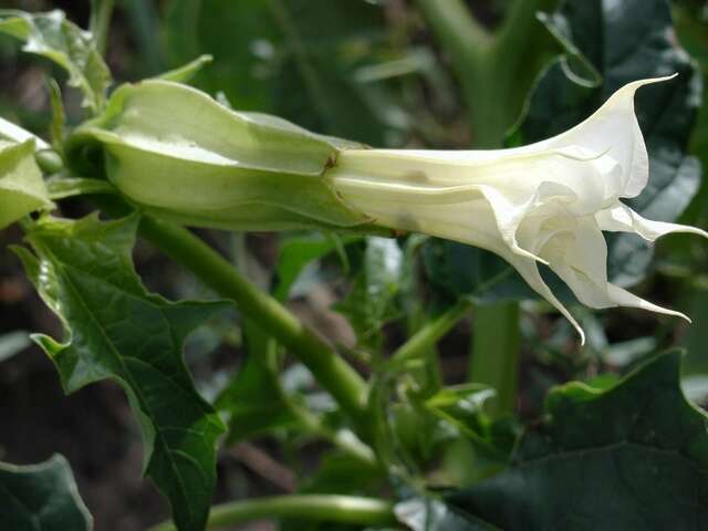 Image de Datura