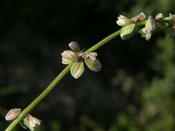 Image of Fallopia