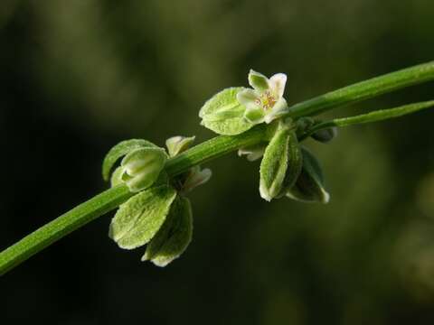 Plancia ëd Fallopia