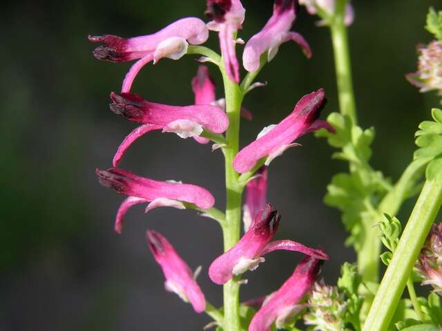 Image of Fumitory