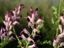 Image of Fumitory