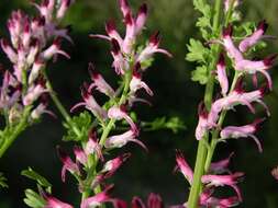 Image of Fumitory