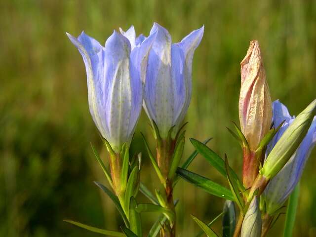 Image of gentian