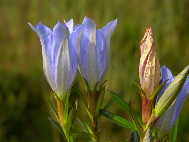 Image of gentian