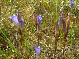 Image of gentian