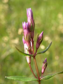 Image de Gentianella