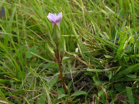 Image of Gentianella campestris subsp. baltica (Murb.) Tutin