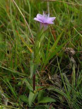 Image of Gentianella campestris subsp. baltica (Murb.) Tutin