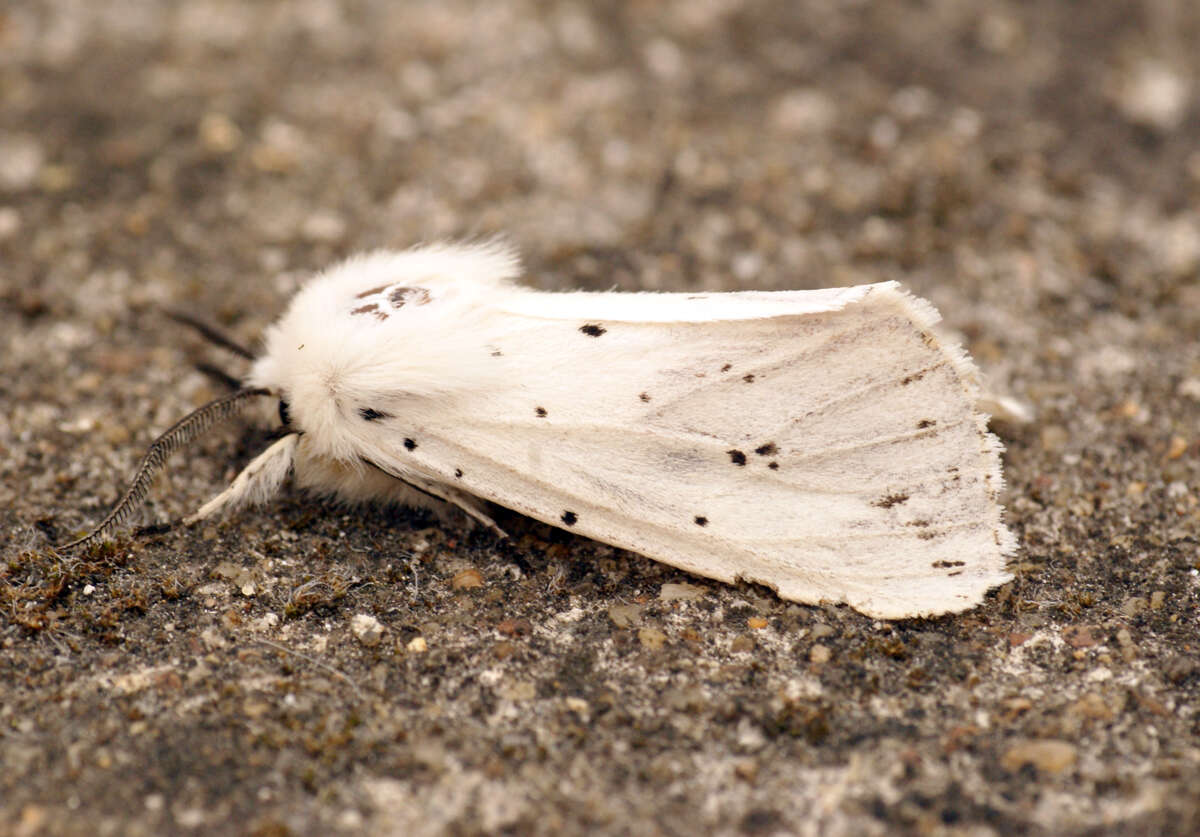 Image of white ermine