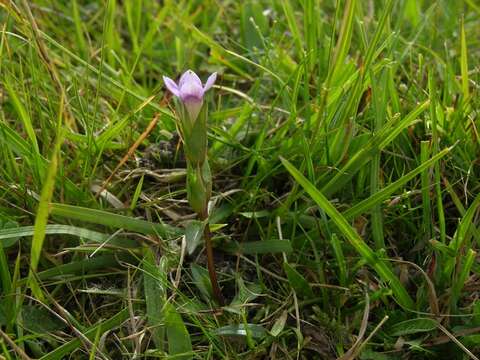 Image de Gentianella campestris subsp. baltica (Murb.) Tutin