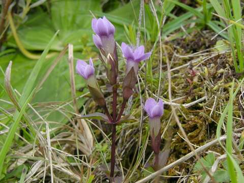 Image of Gentianella campestris subsp. campestris