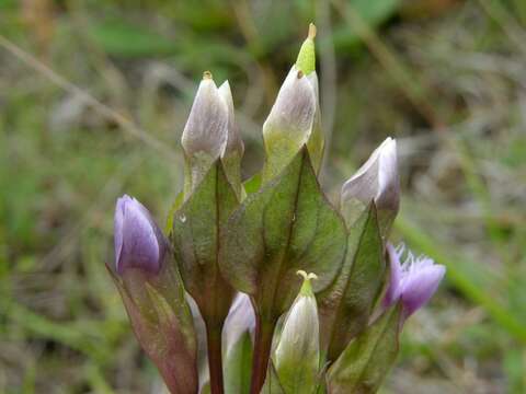 Image of Gentianella campestris subsp. campestris