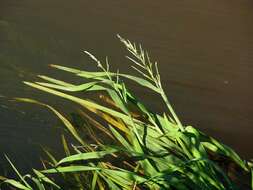Image of Manna Grass