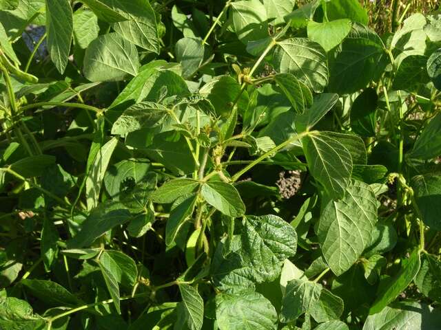 Image of soybean