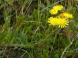 Image of hawkweed