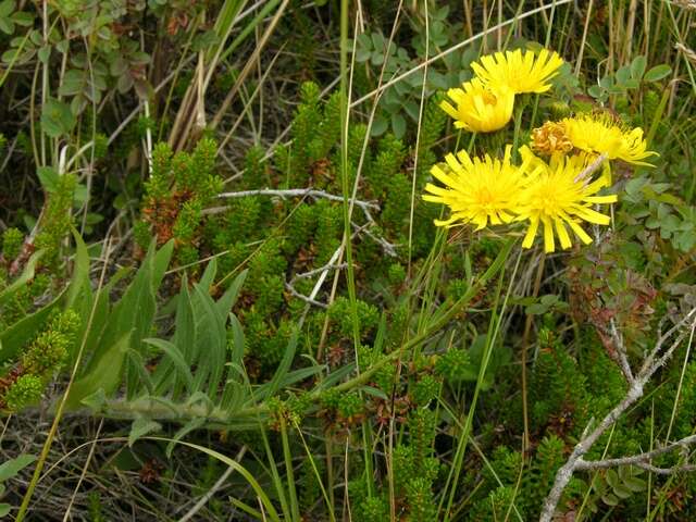 Image of hawkweed