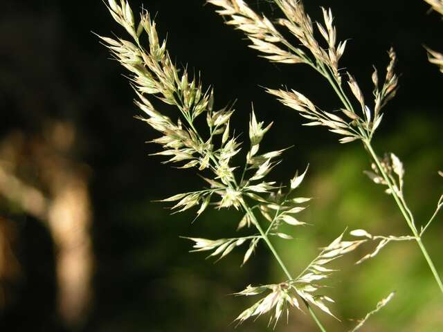 Image of velvetgrass