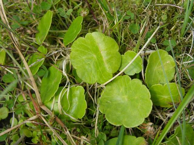 Image of Indian Pennywort