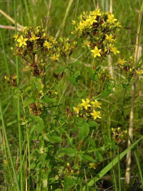 Imagem de Hypericum tetrapterum Fries