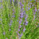 Image of hyssop