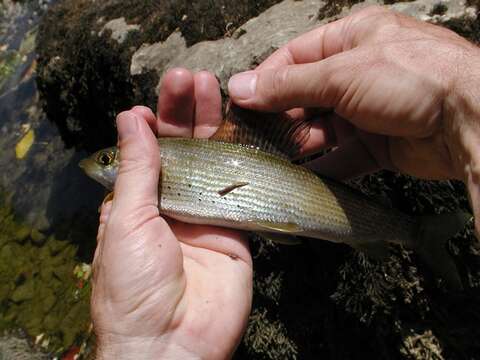 Image of grayling