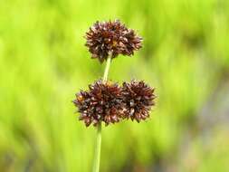 Juncus ensifolius Wikström resmi