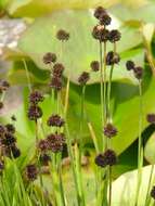 Juncus ensifolius Wikström resmi