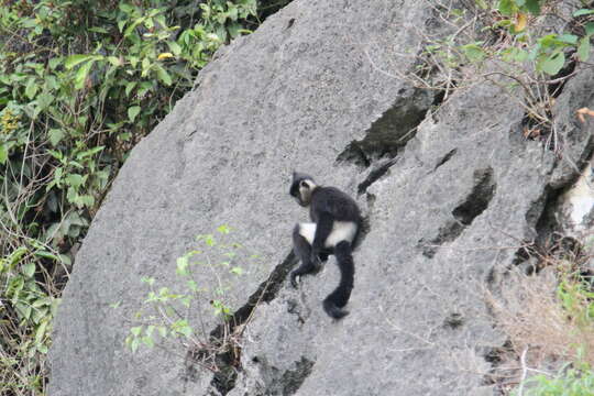 Image of Delacour's Langur