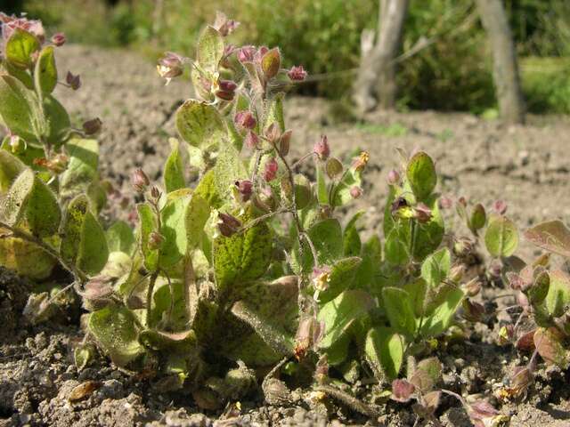 Image of cancerwort