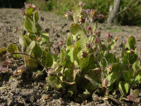 Image of cancerwort