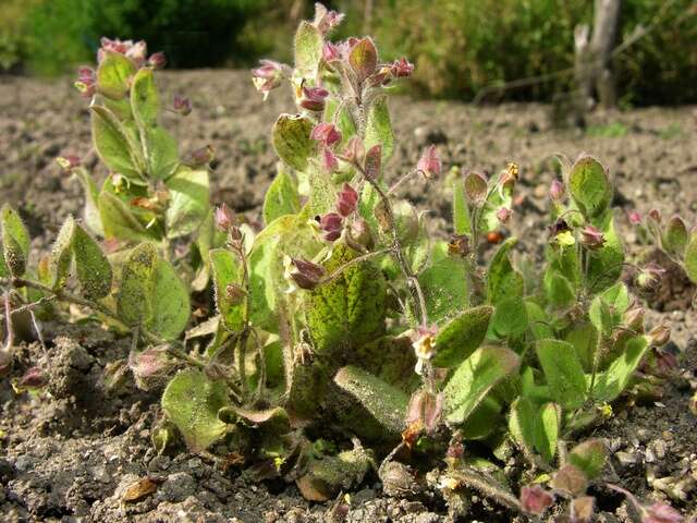 Image of cancerwort