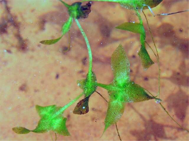 Image of duckweed