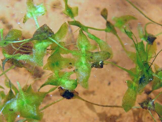 Image of duckweed