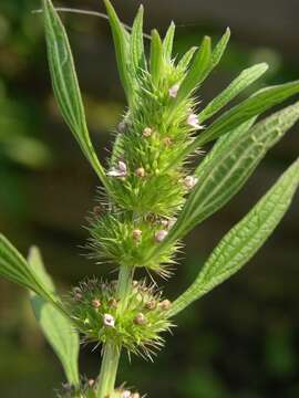 Image of lion's tail