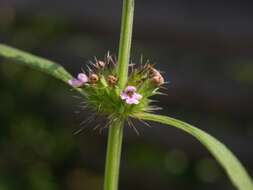 Image of lion's tail