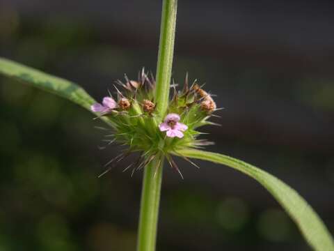 Image of lion's tail