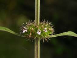 Image of lion's tail