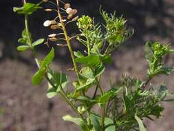 Image of Peppercresses