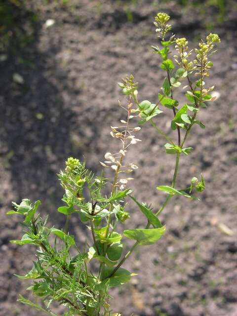 Image of Peppercresses