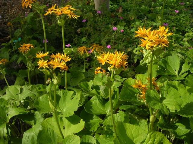 Image of <i>Ligularia dentatum</i>