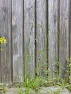 Image of ryegrass