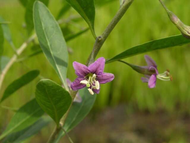 Image of desert-thorn