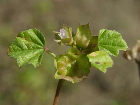 Image of mallow