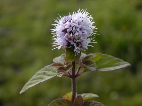 Image of Water Mint