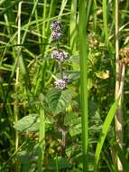 Image of Water Mint