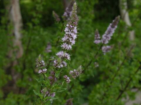 Image of Mentha spicata subsp. spicata