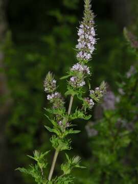 Image of Mentha spicata subsp. spicata