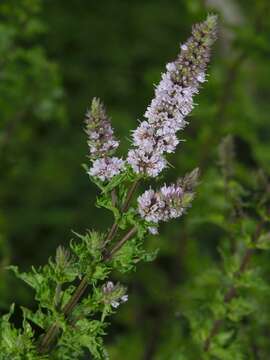 Image of Mentha spicata subsp. spicata