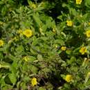 Image of Muskflower