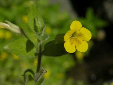 Plancia ëd Erythranthe moschata (Douglas ex Lindl.) G. L. Nesom